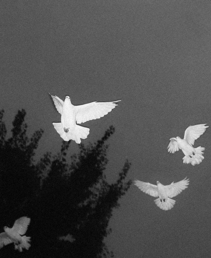 Original Sin Heavyweight Set